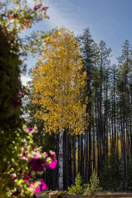 699 Glacier-Elk Creek Road, Condon, MT 59826 photo 118