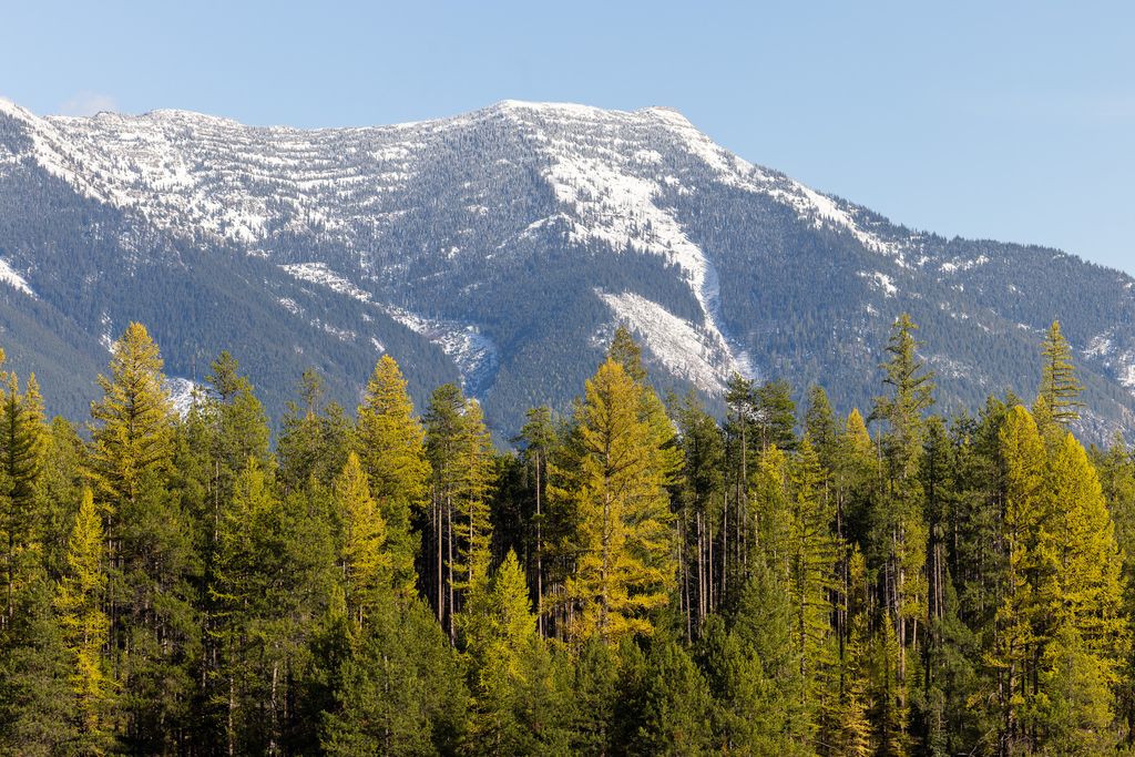 699 Glacier-Elk Creek Road, Condon, MT 59826 photo 120