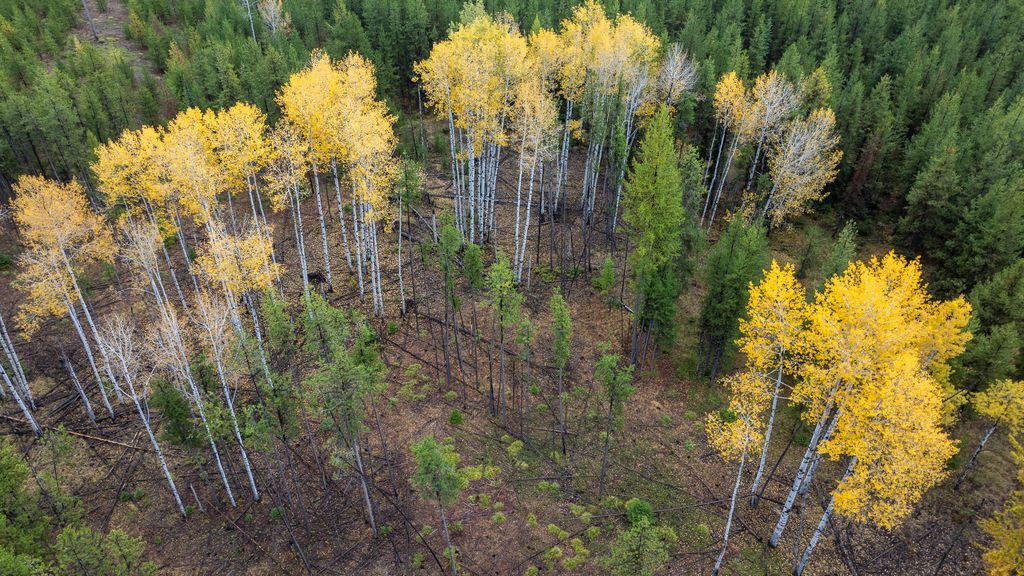 699 Glacier-Elk Creek Road, Condon, MT 59826 photo 121