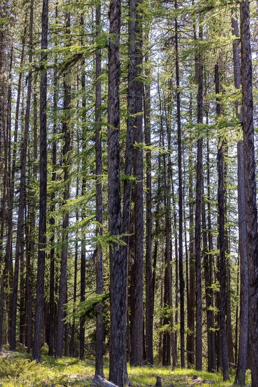 699 Glacier-Elk Creek Road, Condon, MT 59826 photo 64