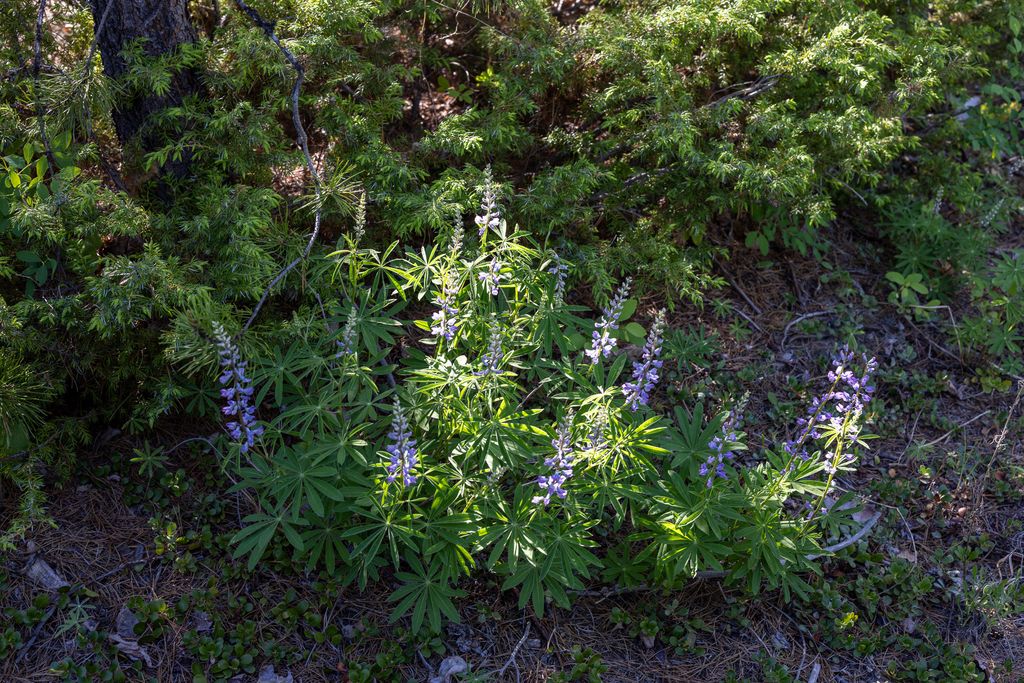699 Glacier-Elk Creek Road, Condon, MT 59826 photo 73