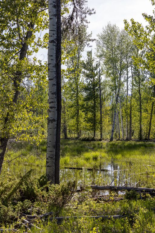 699 Glacier-Elk Creek Road, Condon, MT 59826 photo 74