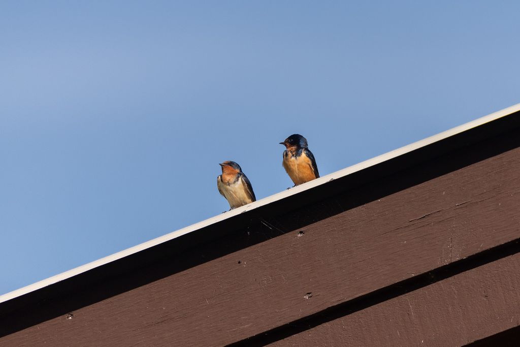 699 Glacier-Elk Creek Road, Condon, MT 59826 photo 79
