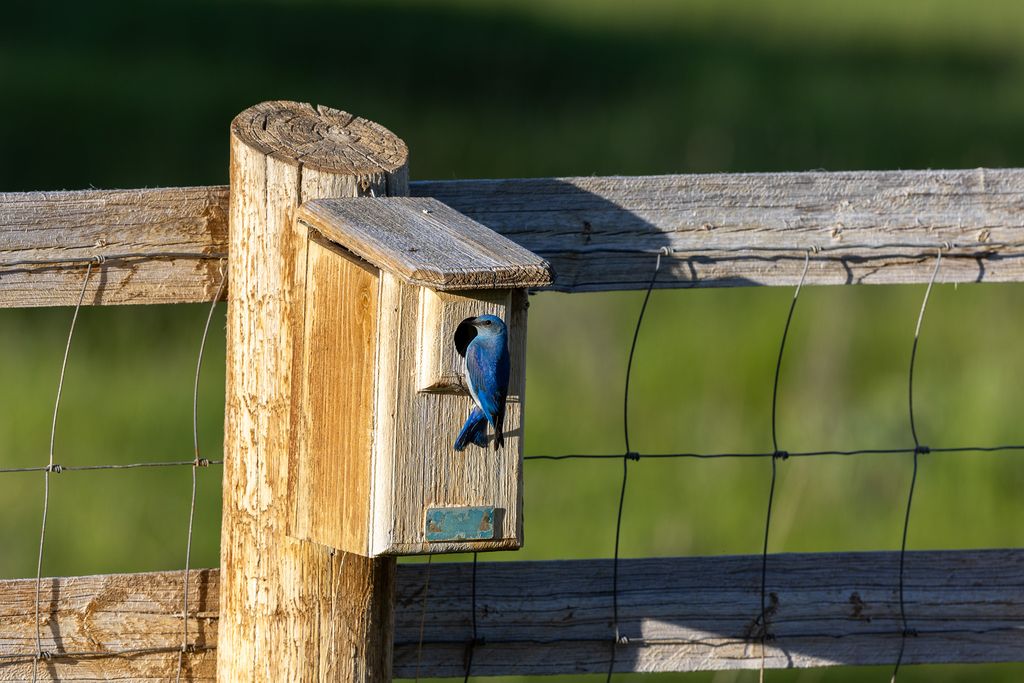 699 Glacier-Elk Creek Road, Condon, MT 59826 photo 80