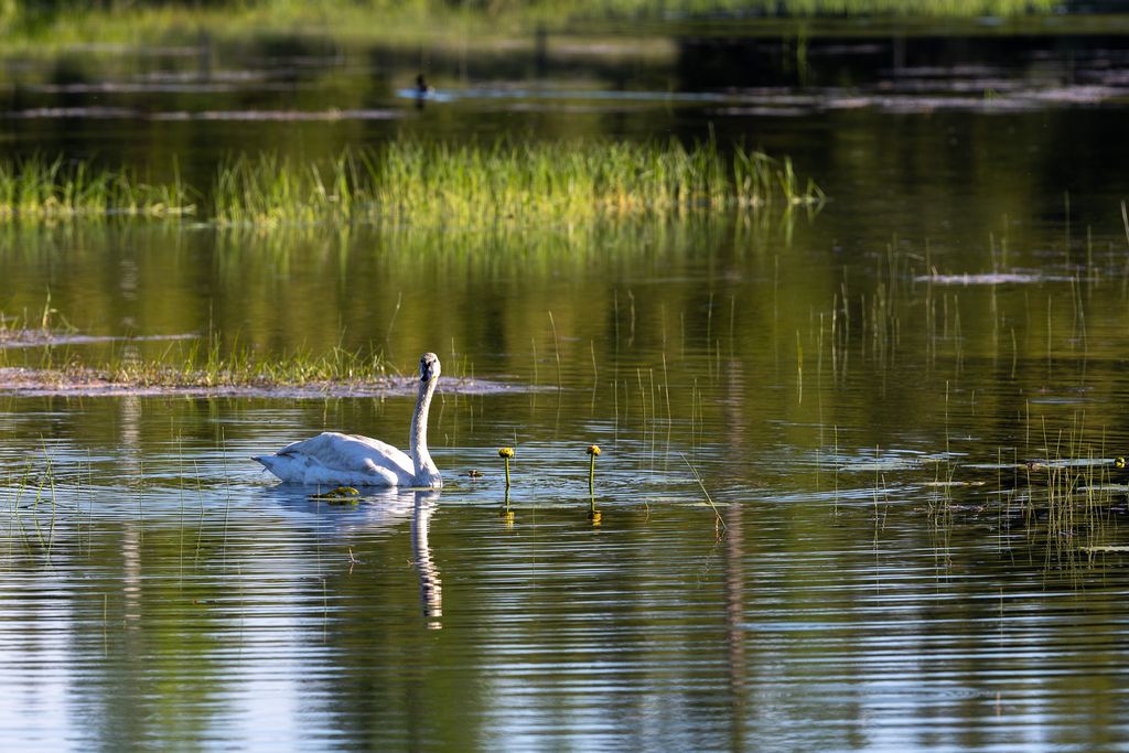 699 Glacier-Elk Creek Road, Condon, MT 59826 photo 83