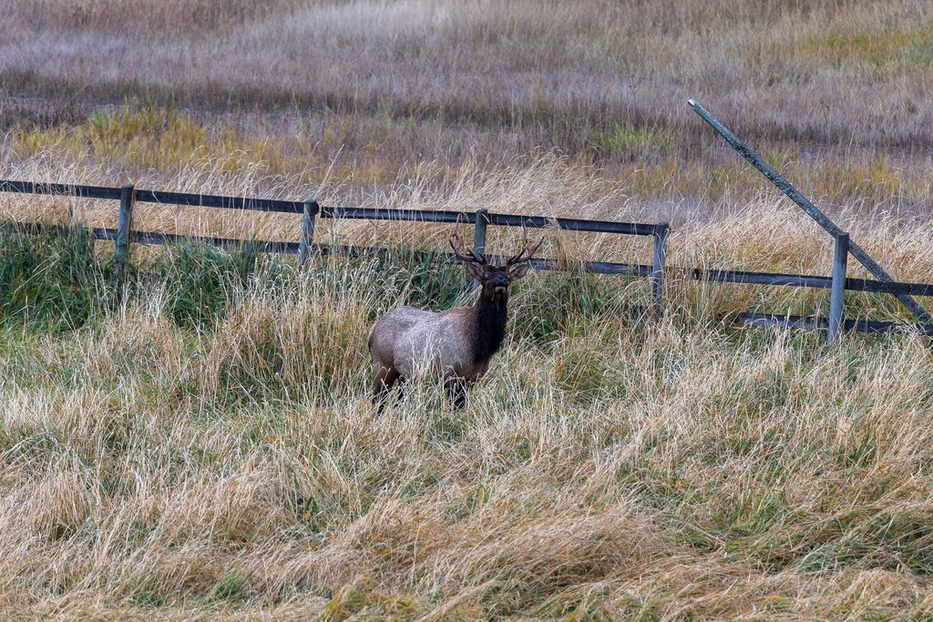 699 Glacier-Elk Creek Road, Condon, MT 59826 photo 84