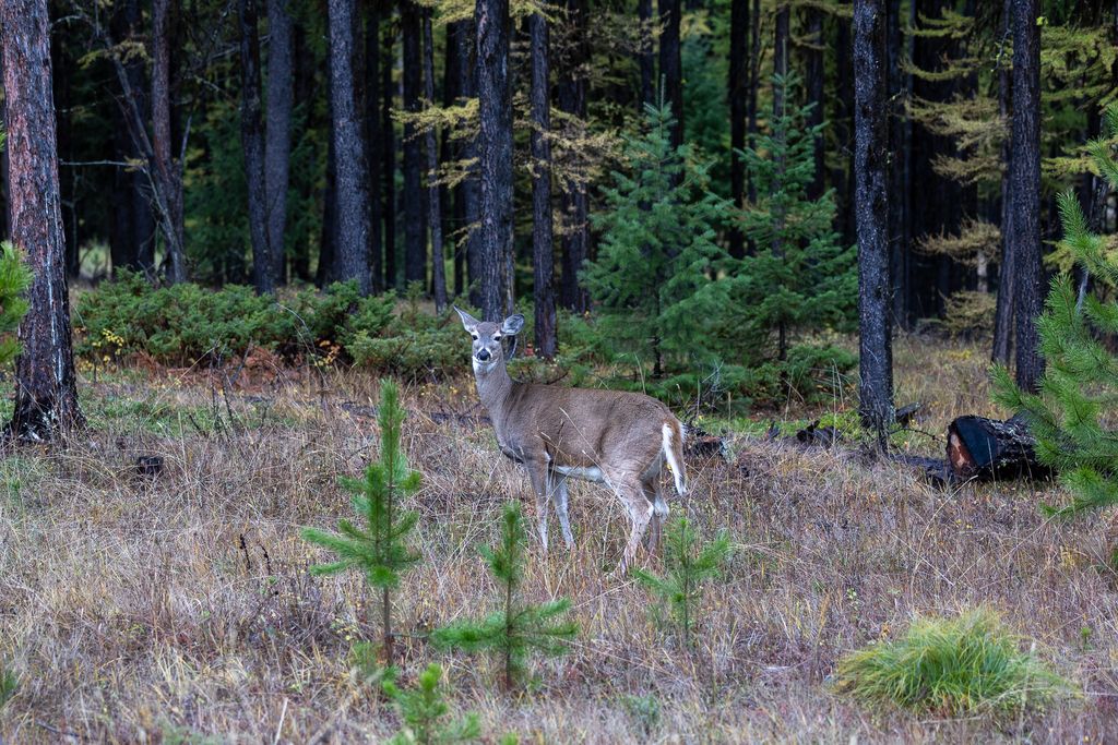 699 Glacier-Elk Creek Road, Condon, MT 59826 photo 85