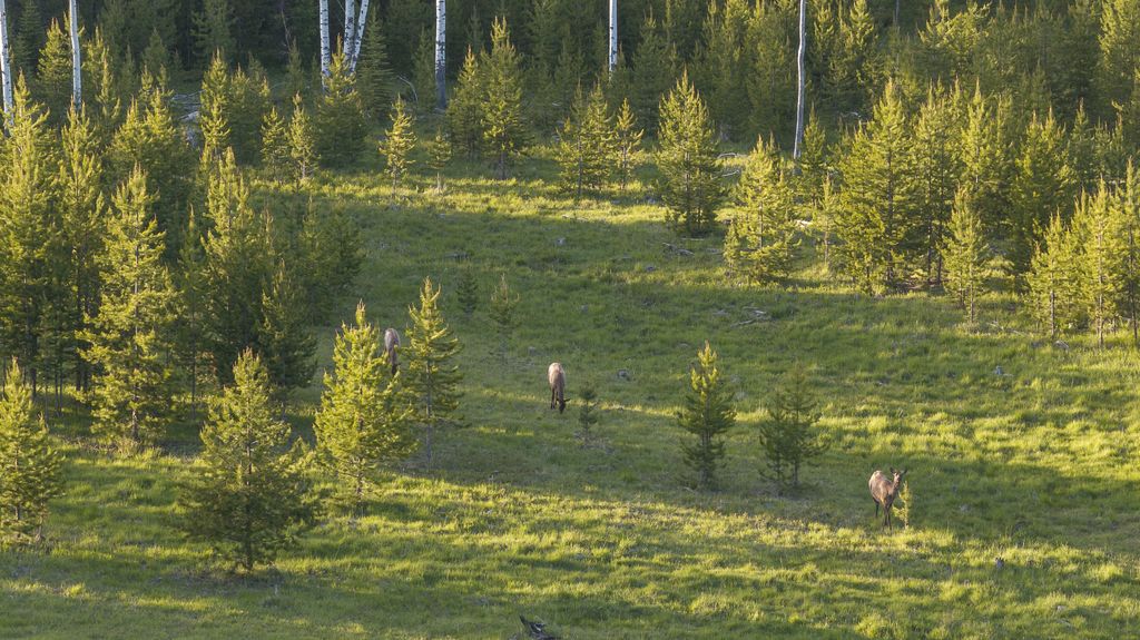 699 Glacier-Elk Creek Road, Condon, MT 59826 photo 86