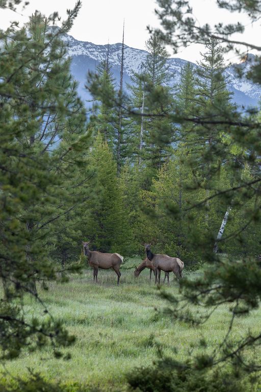699 Glacier-Elk Creek Road, Condon, MT 59826 photo 87