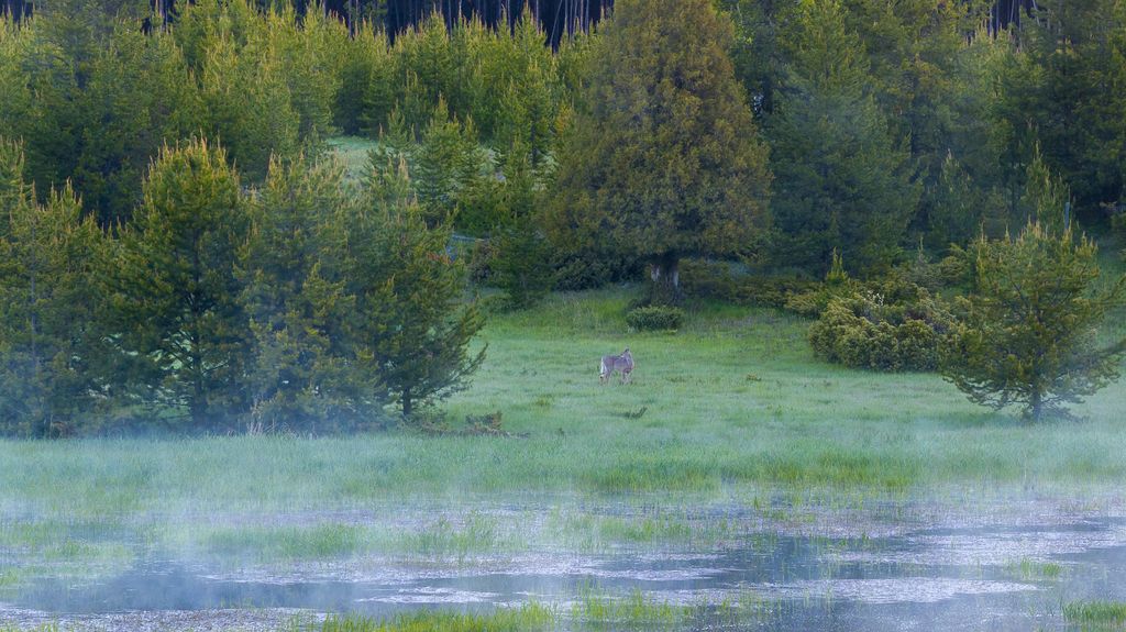 699 Glacier-Elk Creek Road, Condon, MT 59826 photo 89