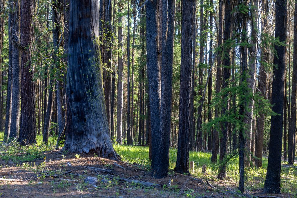 699 Glacier-Elk Creek Road, Condon, MT 59826 photo 94