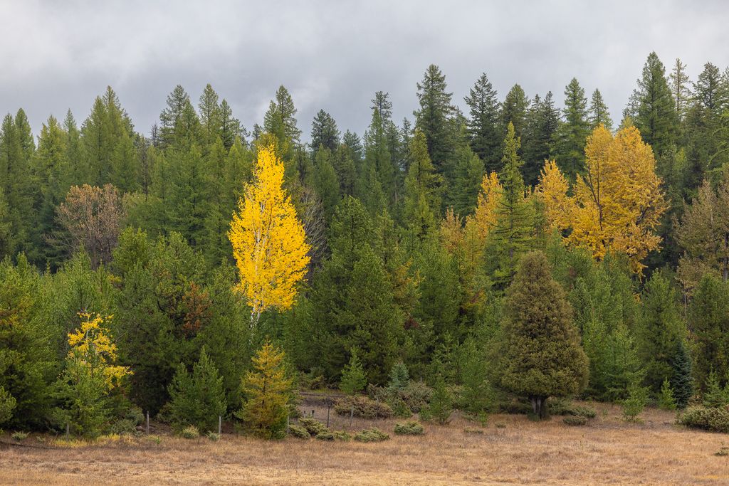 699 Glacier-Elk Creek Road, Condon, MT 59826 photo 99