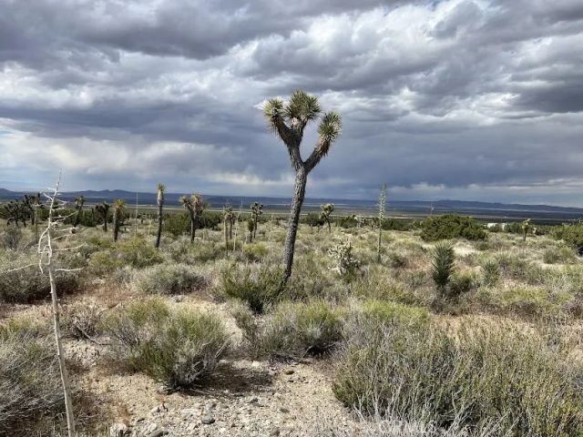 223 Avenue Y14, Llano, CA 93544