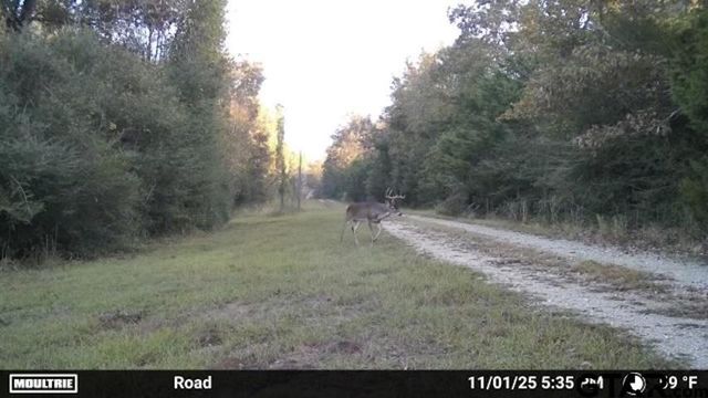 16661 PR 2360, Oakwood, TX 75855