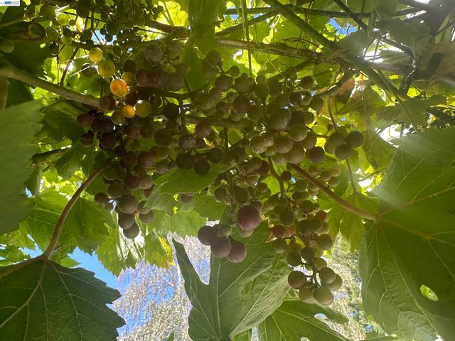 7332 Stonedale Dr, Pleasanton, CA 94588