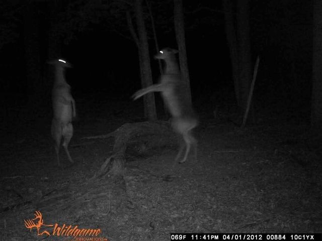 2203 Stones River Rd, Woodbury, TN 37190