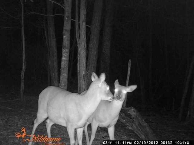 2203 Stones River Rd, Woodbury, TN 37190