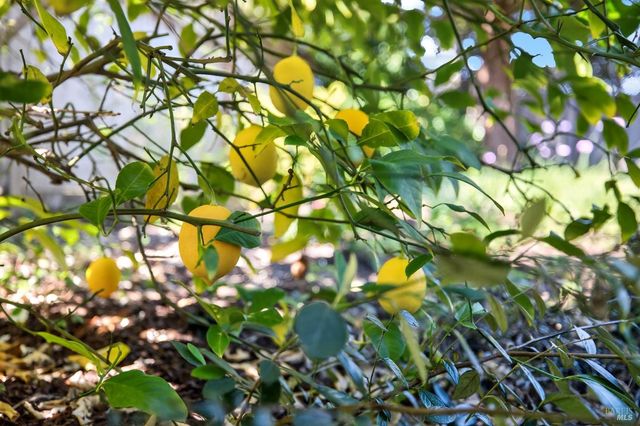 3329 Bonita Vista Ln, Santa Rosa, CA 95404