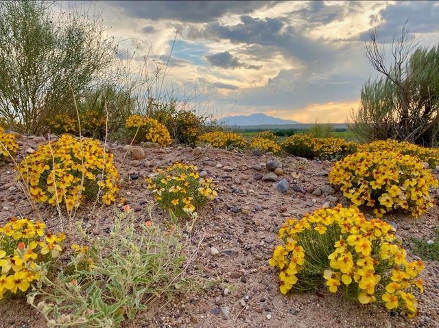 ranchos de veguita 14 lot 4b, Veguita, NM 87062