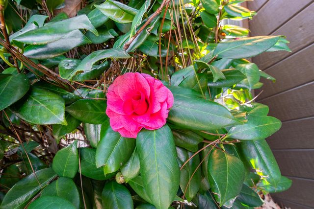 5 Prestwick Court, Aiken, SC 29803