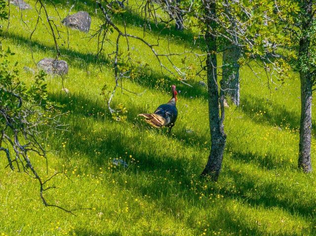 26602 Snider Ranch Road, Oak Run, CA 96069