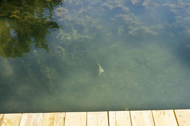 403 Veterans Boulevard 101, Branson, MO 65616