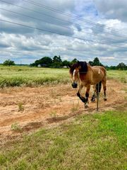 1286 County Road 446, Rockdale, TX 76567