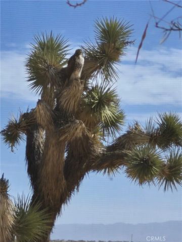 63737 Gemini Road, Joshua Tree, CA 92252