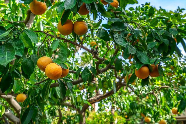 79140 Jack Rabbit Trail, La Quinta, CA 92253