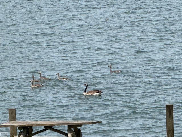 7591 Dyke Road, Ira Twp, MI 48023