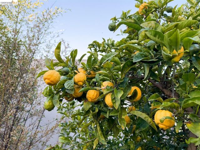 926 Pierce St, Albany, CA 94706