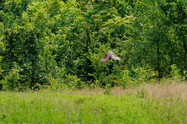 498 Rattlesnake Lodge Rd, Shelbyville, TN 37160