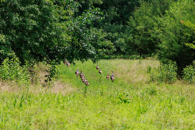 498 Rattlesnake Lodge Rd, Shelbyville, TN 37160