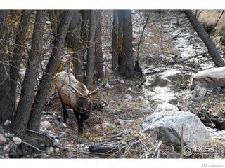 416 Black Creek Drive, Glen Haven, CO 80532