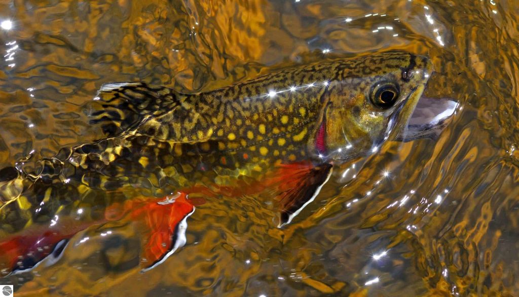 Image 16 of property listing at 9769 Parrot Circle, Fife Lake, MI 49633