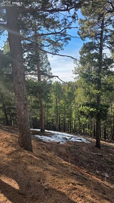 321 Tillicum Trail, Woodland Park, CO 80863 — photo 3