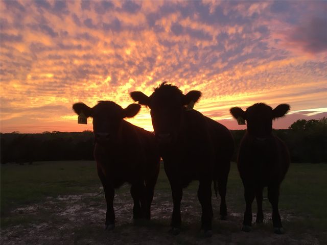 TBD Snap Road, Sherman, TX 75090