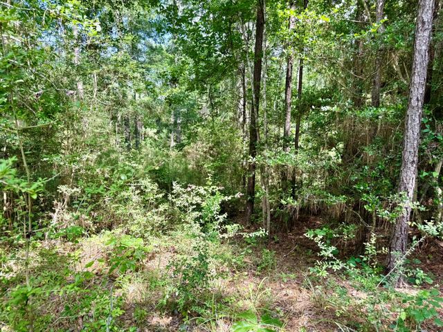 TBD Spring Creek Drive, Coldspring, TX 77331