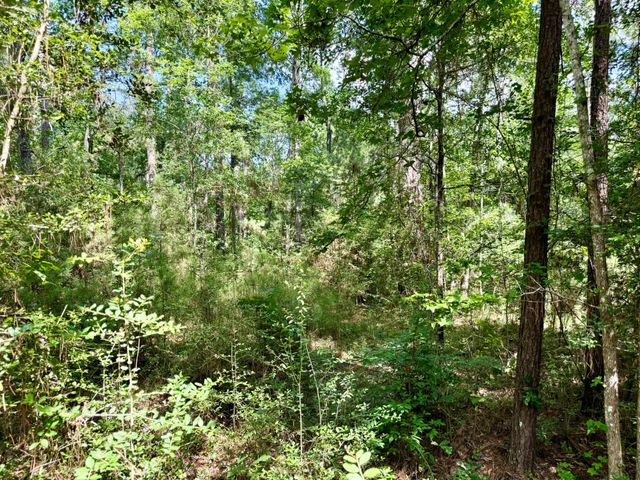 TBD Spring Creek Drive, Coldspring, TX 77331
