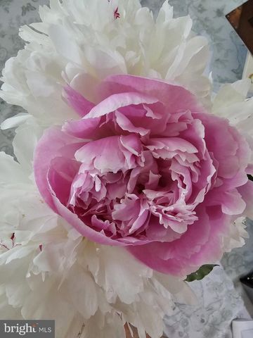 5585 HARMONY WOODS DR, Preston, MD 21655