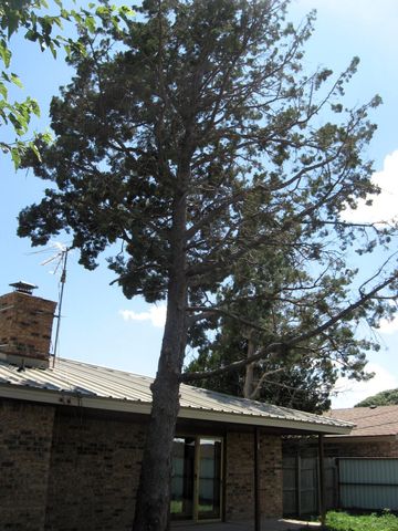 311 Douglas Street, Levelland, TX 79336