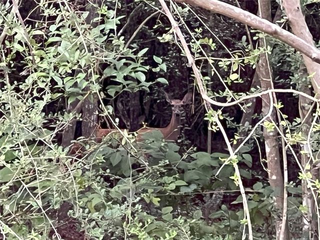 0013 Evergreen Lot 5 Fm 362 Road, Waller, TX 77484