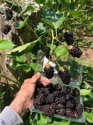 740 Little Rock Creek Road, Cherry Log, GA 30522