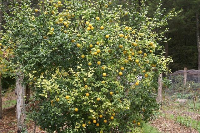 740 Little Rock Creek Road, Cherry Log, GA 30522