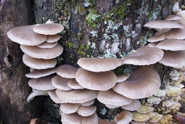 740 Little Rock Creek Road, Cherry Log, GA 30522