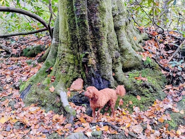 740 Little Rock Creek Road, Cherry Log, GA 30522