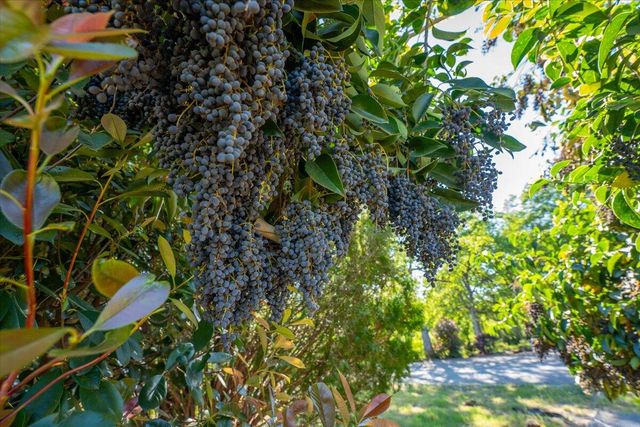 14945 Caylor Lane, Red Bluff, CA 96080