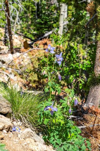 Lot 5 Roosevelt Ridge, Black Hawk, CO 80422