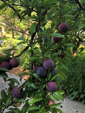 318 College Avenue, Norman, OK 73069