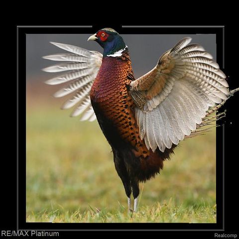 1286 Gray Fox Court, Howell, MI 48843